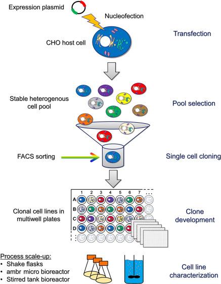 With the exponential growth of data generated during cell line development, effective ⁣data‍ management has become crucial. Artificial intelligence (AI) is stepping ⁢in to help​ researchers analyze complex datasets, identify meaningful patterns, and optimize processes.‌ By leveraging ⁣AI solutions, organizations can enhance decision-making⁤ and better predict the ⁢performance of cell lines, leading to a more strategic approach in biotherapeutics development. However, ⁤challenges remain in integrating AI tools into existing workflows and ensuring ⁣data ⁢integrity