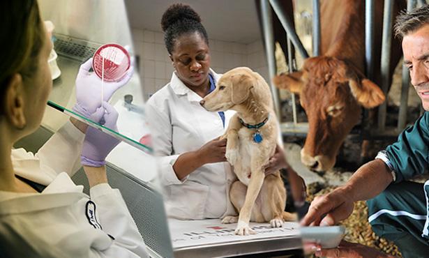 4) The Future of Veterinary‍ Medicine with AI: Examine how these​ innovative updates position‍ Covetrus at the forefront of veterinary technology, setting‌ a ​new standard for ‌service and support in the animal healthcare industry