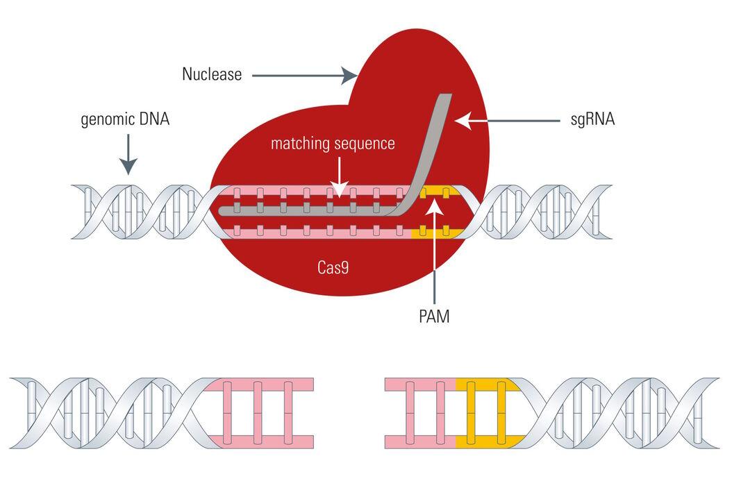 1) Streamlining Cell Line Engineering: ⁣The Rise of ⁣CRISPR and High-Throughput ‌Screening