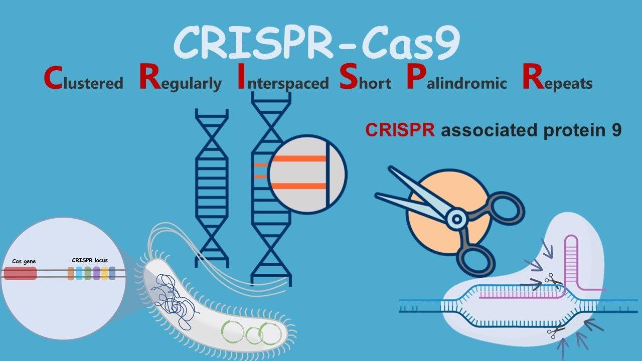 In recent years, the ‍integration ⁢of CRISPR ‍technology and high-throughput ⁤screening methods has⁤ revolutionized the cell line development process. By enabling precise⁢ genomic modifications‍ and permitting extensive screening of cellular responses, these techniques enhance the efficiency of ​developing cell lines that​ produce high-quality biotherapeutics. As laboratories adopt these innovative approaches, they are not only increasing output but also ⁣ensuring a higher level of‌ consistency in cell line performance