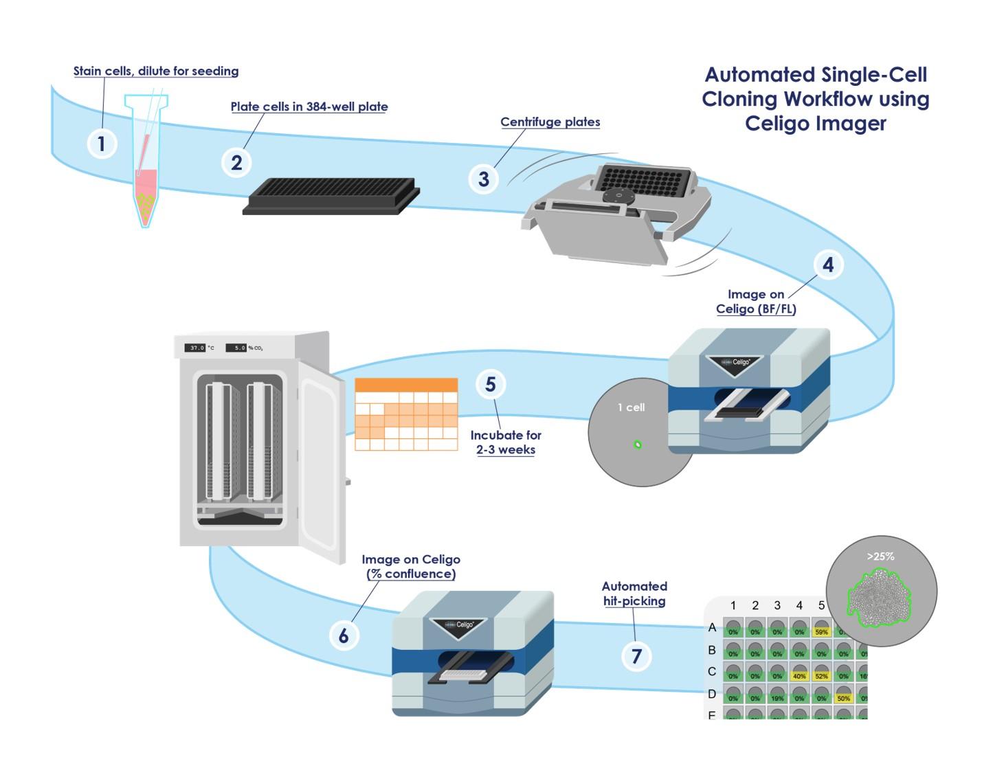 As automation reshapes cell line​ development,regulatory ⁢bodies are ​tasked with keeping pace while ensuring safety and​ efficacy. The challenge lies in crafting guidelines that embrace innovative technologies ‍without stifling progress. Companies ⁢must navigate a complex regulatory landscape that may struggle to accommodate rapid⁣ advancements in automation, necessitating close collaboration between industry stakeholders‍ and regulatory agencies to foster⁤ an ⁢environment that supports both ⁣innovation​ and compliance